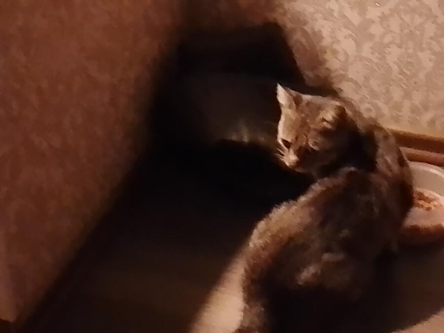 Коты: серый(Барсик) и черный (Барсик). Кошка: белая (Зефирка)