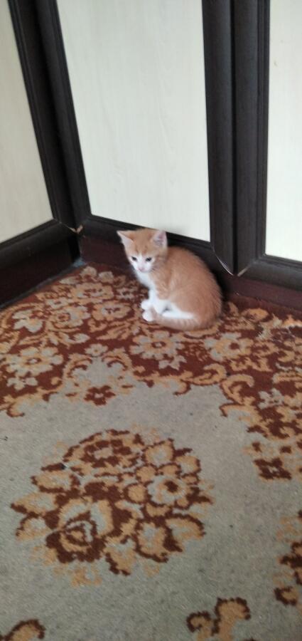 Мой кот (свисток)