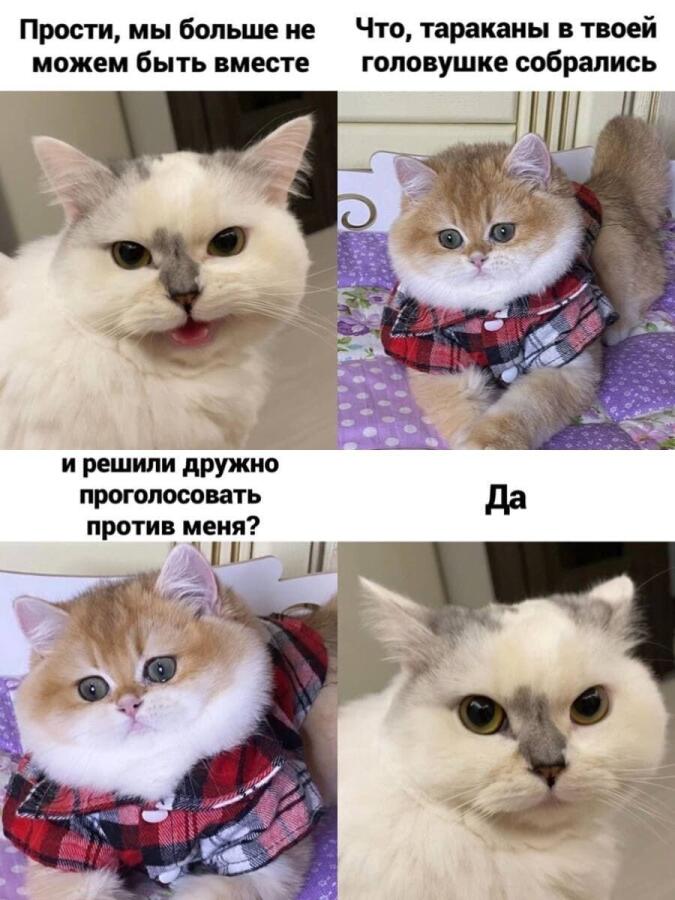Тараканы в моей голове наконец решили отправить сюда свои мемы