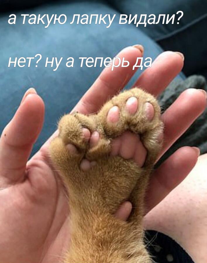 Лапки