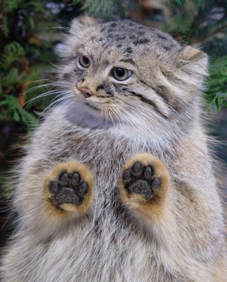 1 манул