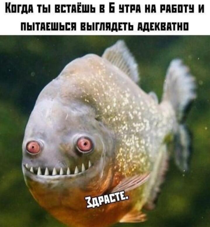 Мем без подписи