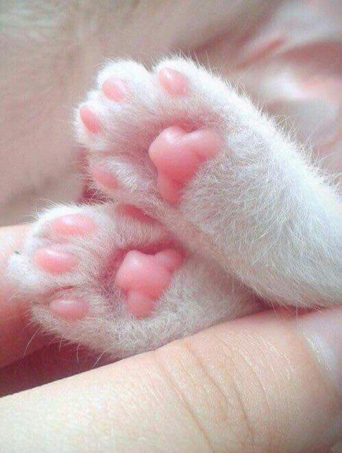 Это у кого тут такие миленькие лапки? OwO