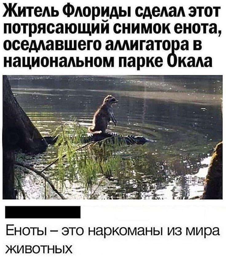 Мемы 1
