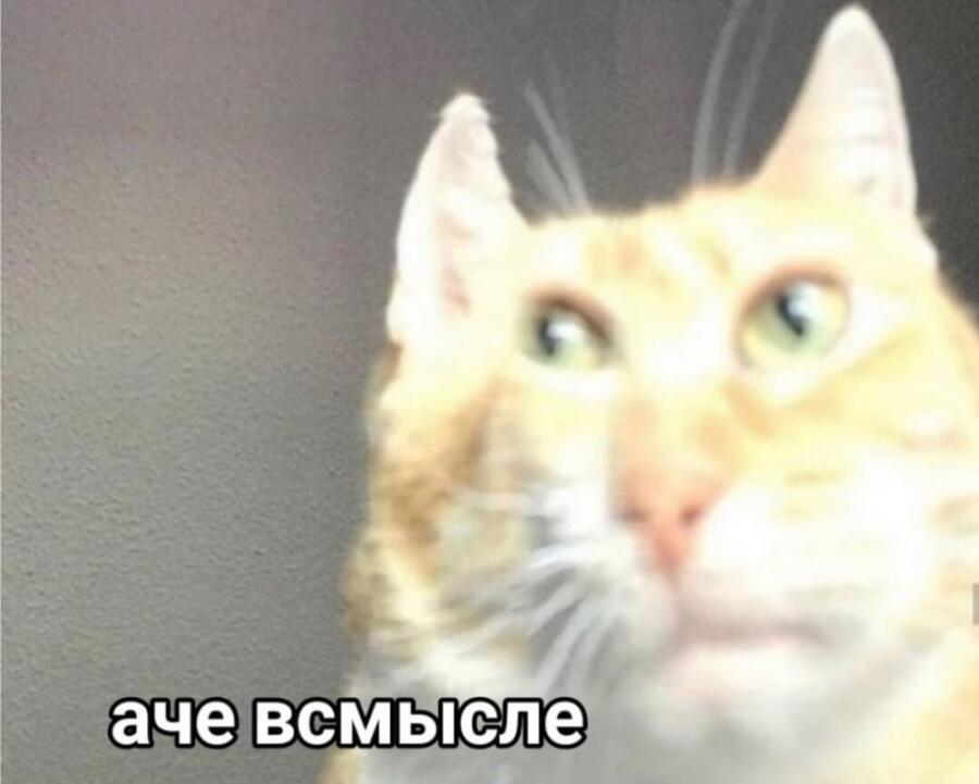 Я: как будем жилье оплачивать? 
Кот: