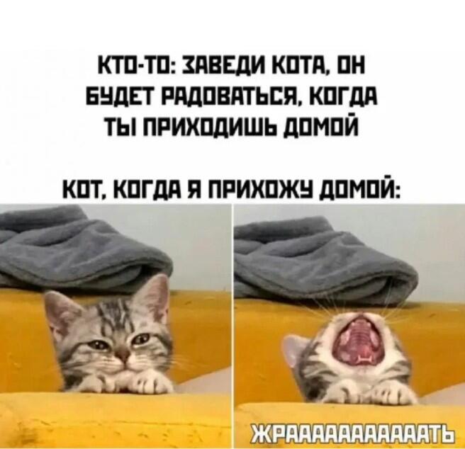 Серый полосатый кот сидит на диване, на одной картинке он смотрит недовольно, а на другой открывает пасть и орёт жрать