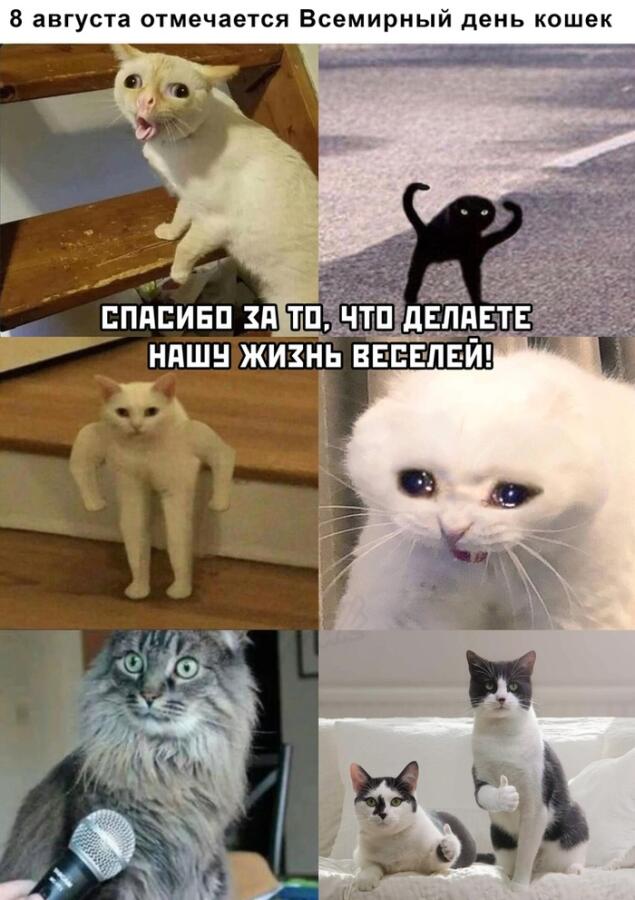 Слава всем котам!