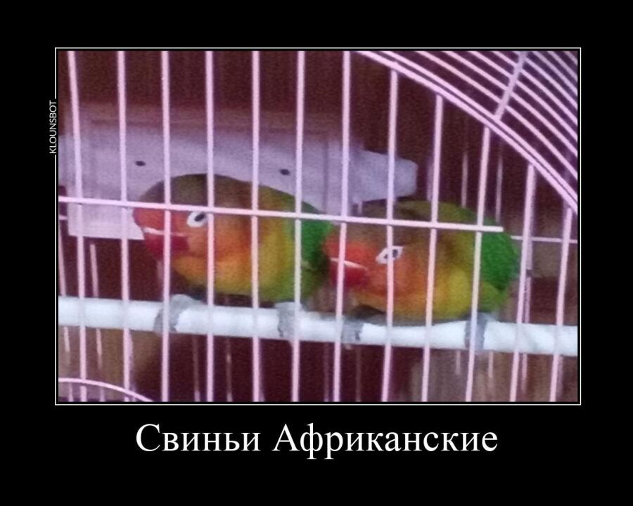 Мои попугаи по жизни: