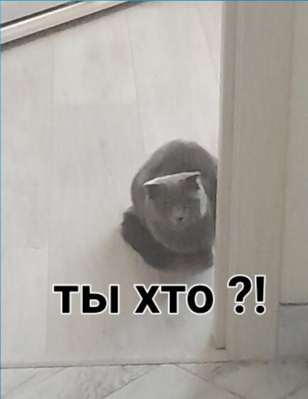 Я: ухожу в магазин  *Через 10 минут:возвращаюсь*  Кошка: