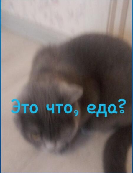 Кошка: прячется куда то далеко  Я: достаю корм  Кошка: