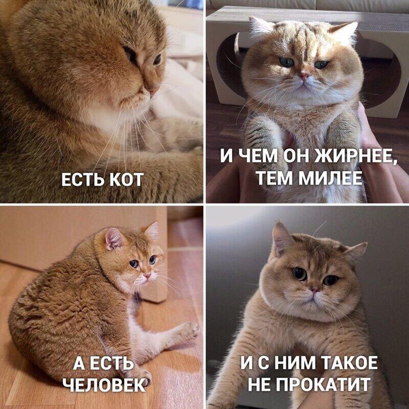 Приколы с котиками