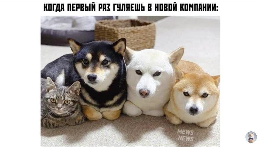 Мем от Шрек на связи