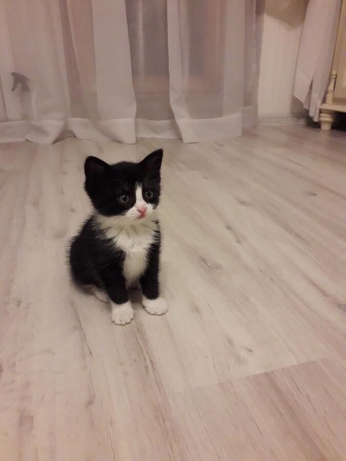 Продолжите кошку Стешу)