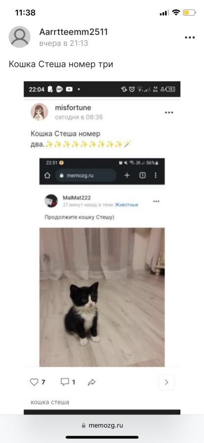 Koshka Stesha nomer chetire