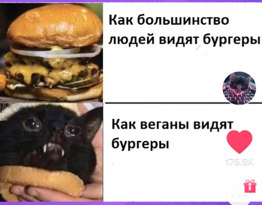 Бедный котик