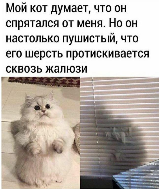 Мем от MLP_LOVE