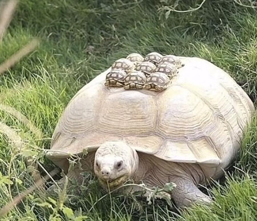 Ведите текст