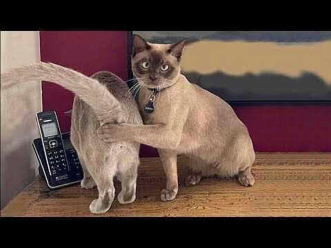 Этот кот элегантный кот