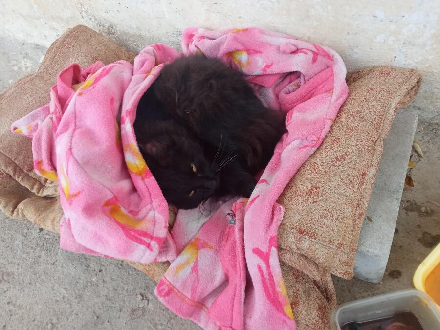Эта кошка живёт возле нашей общаги, ей постелили вот такую лежанку и и...