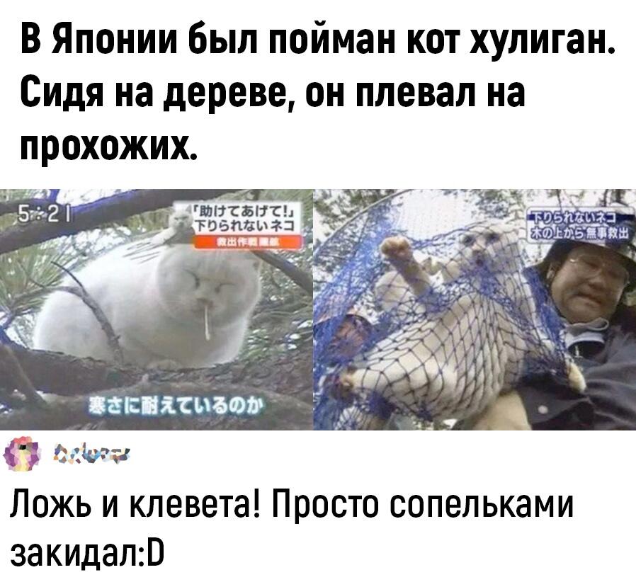 Мем от Биполярный Медведь