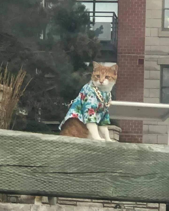 Мем без подписи