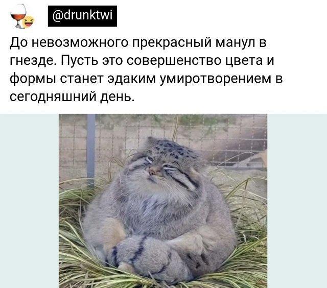 Мем от Биполярный Медведь