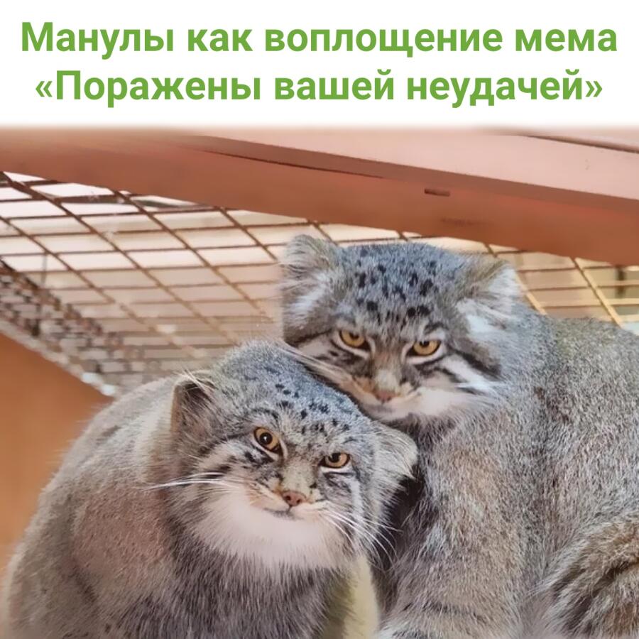 Мем от Биполярный Медведь