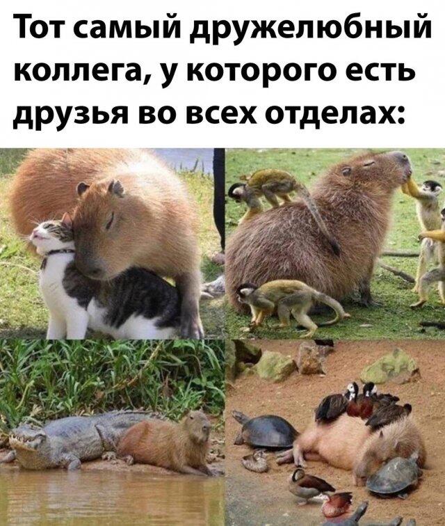 Мем без подписи