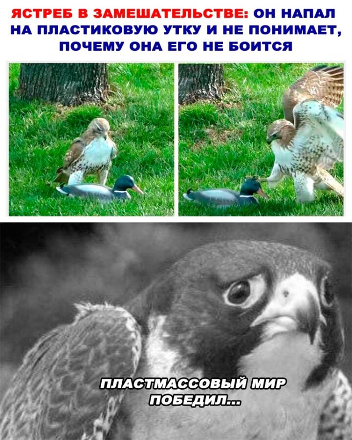 Мем от Биполярный Медведь