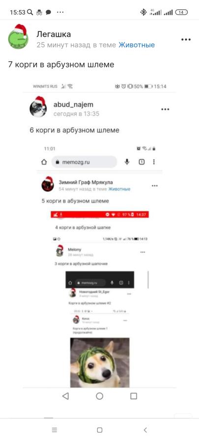 8 корги в арбузном шлеме