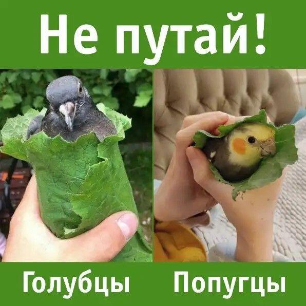 Мем без подписи