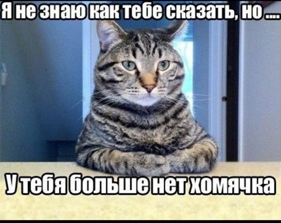 И барсика