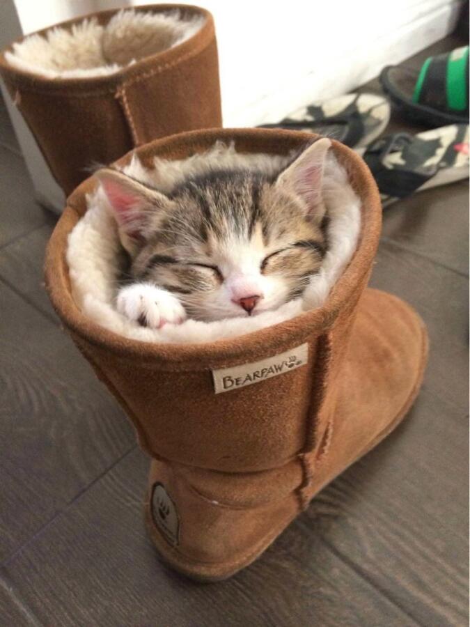 Я когда собираюсь на работу . Мой кот