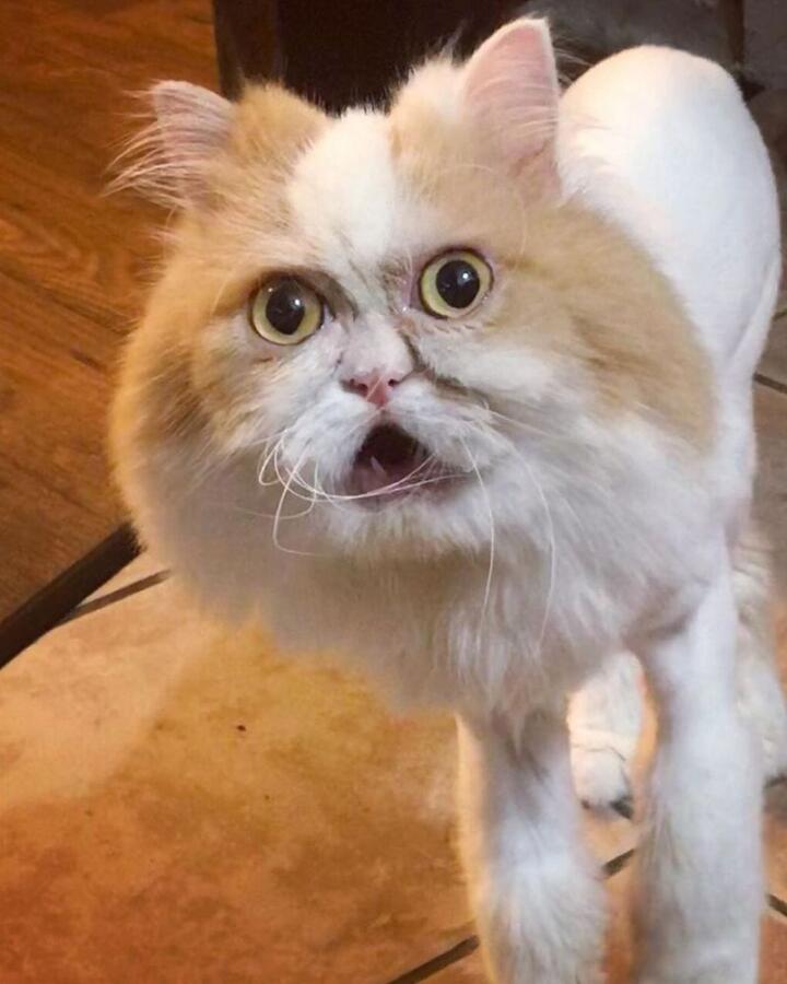 Я случайно пинаю кота во сне мой кот: