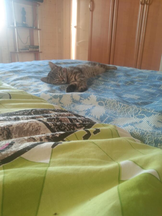 Мой кот сегодня атаковал мышку(от компьютера) не знаю принял ли он её за настоящею или просто вредный но на котов злитьс