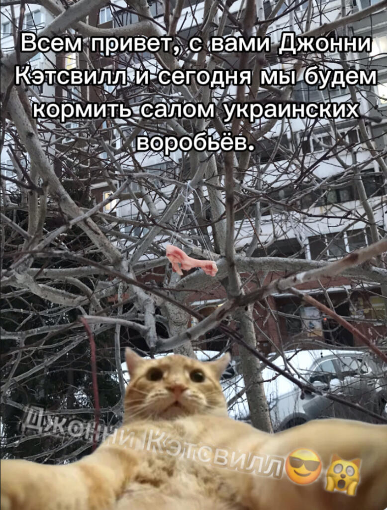 Джонни Кэтсвилл