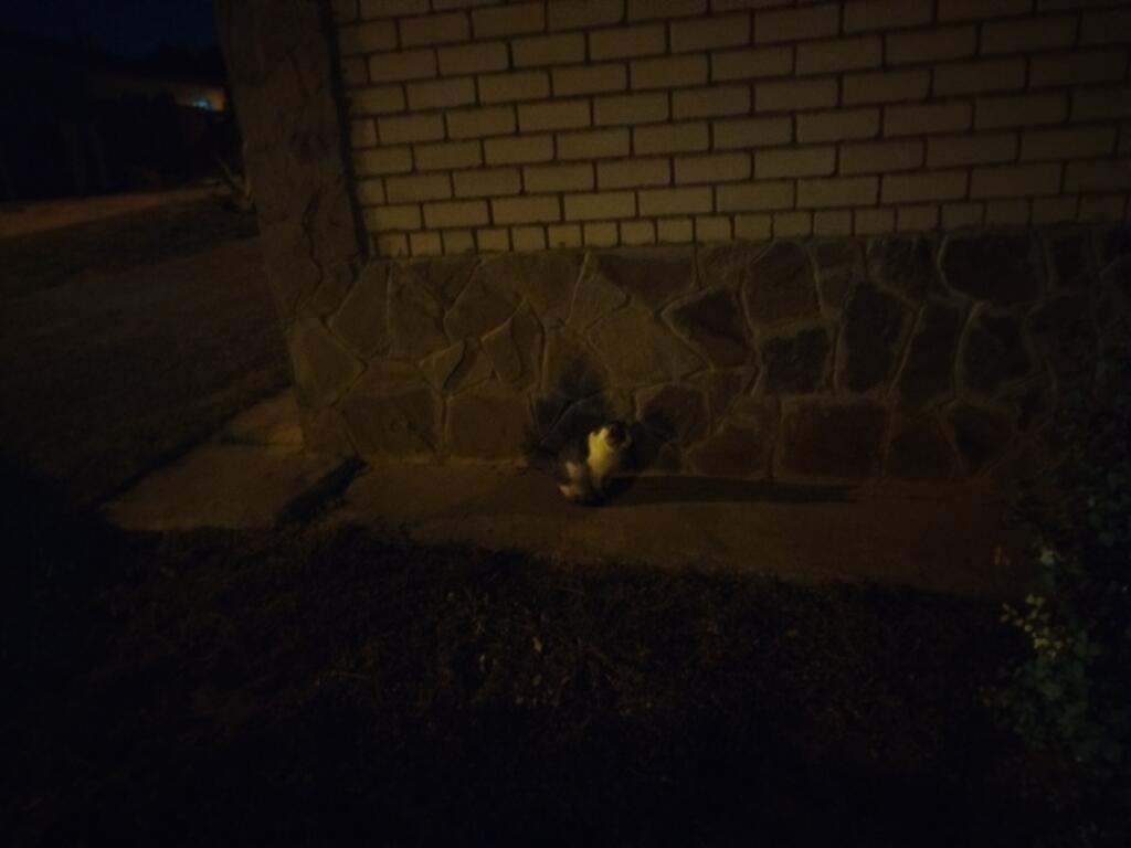 Недавно гулял и встретил двух котиков 😊