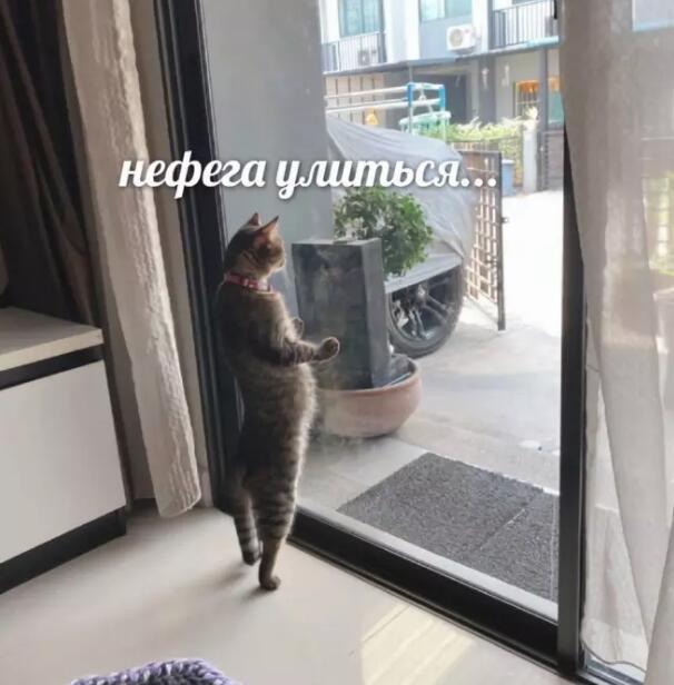 Мем от db