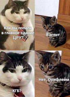 Мем без подписи