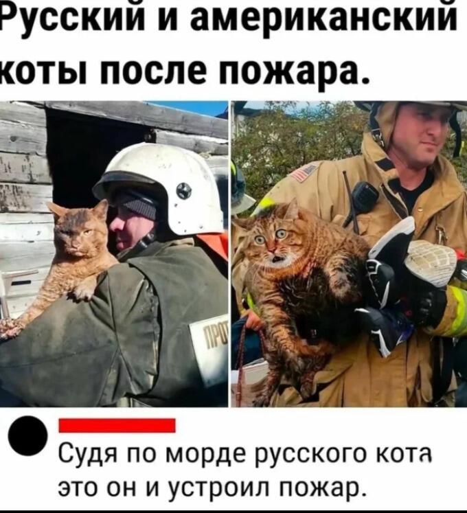Сравнение двух котов после пожара: русский кот выглядит спокойным, а американский — испуганным. Шутка о том, что русский кот сам и устроил пожар.