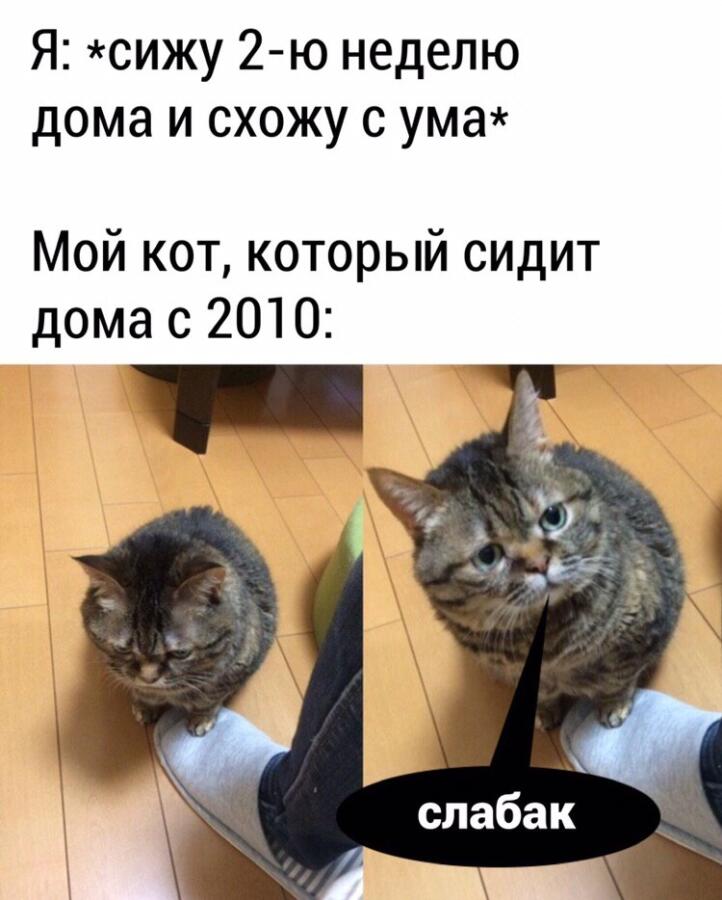 Мем без подписи
