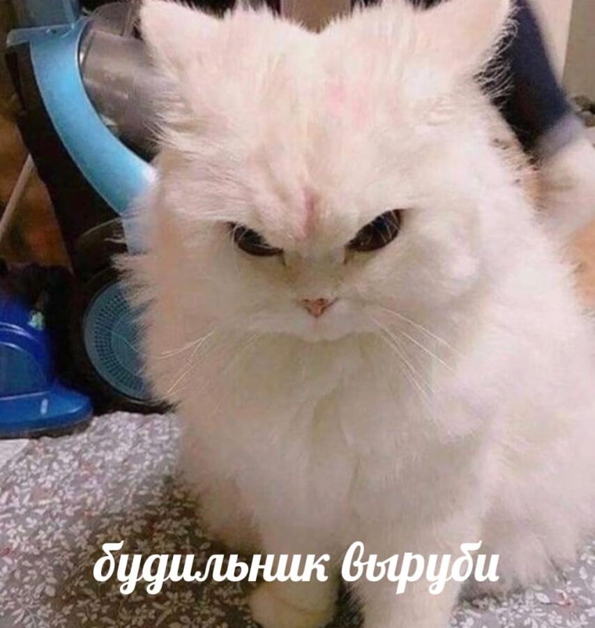 Выходной же!