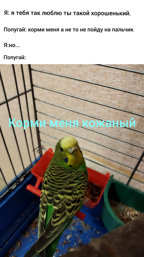 Я и попугай