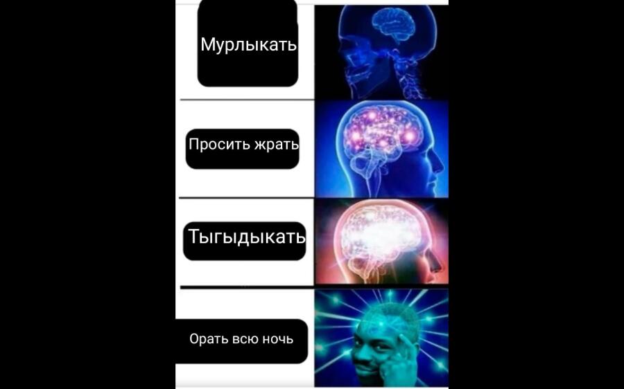 Мой кот: