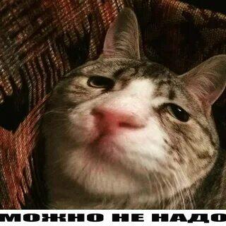 Кокга позвонил маме и сказал ей про двойку и она (суровым голосом) говорит что дома тебя ждёт очень серьёзный разговор