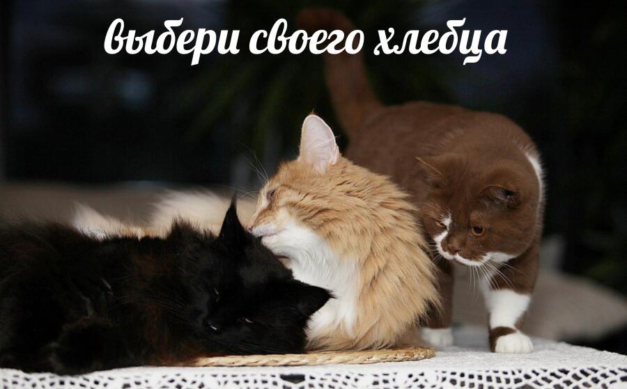 Мем от Piggy