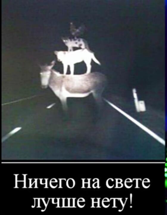 Это же кот в сапогах! 
Нет это курица носящая золотые яйца!
