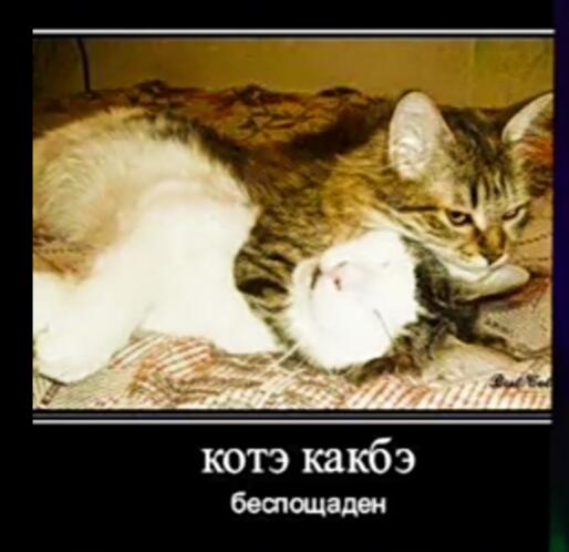 Мем от Асылхан