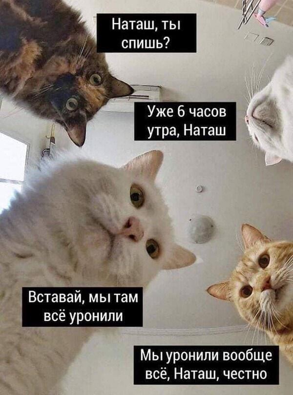 Я три часа не сплю. 
Коты утром: