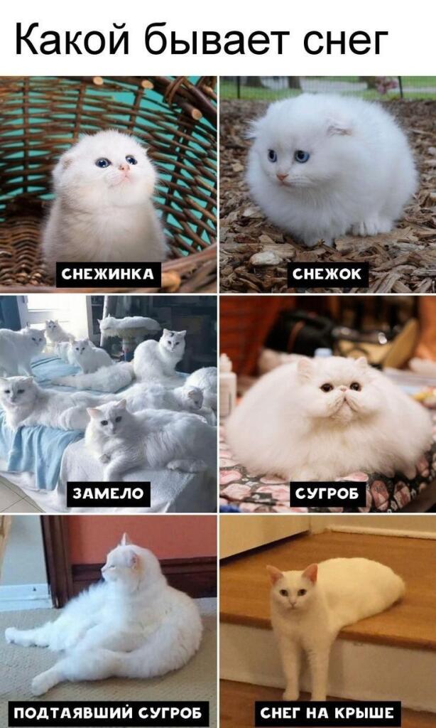Мем без подписи